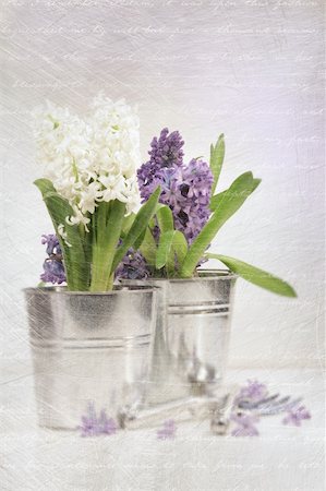 Purple hyacinth with an aged vintage look Stock Photo - Budget Royalty-Free & Subscription, Code: 400-04302137