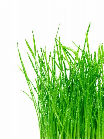 simsearch:400-05362449,k - green grass isolated on a white background Photographie de stock - Aubaine LD & Abonnement, Code: 400-04302439