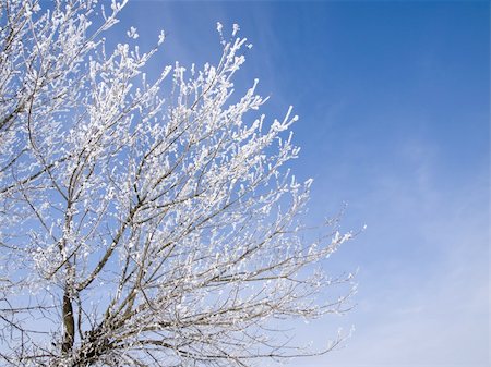 The branches of a tree stuck round by hoarfrost against the sky with clouds Stockbilder - Microstock & Abonnement, Bildnummer: 400-04302502