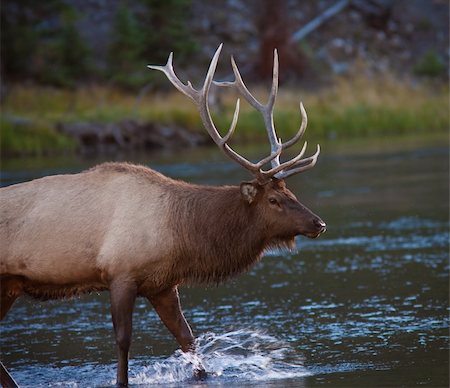 simsearch:400-05013206,k - Bull elk crossing a river Stock Photo - Budget Royalty-Free & Subscription, Code: 400-04302605
