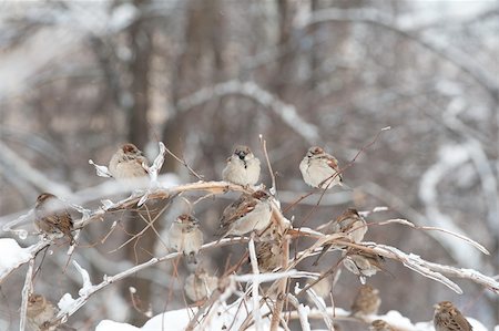 Many sparrows on the tree with ice Fotografie stock - Microstock e Abbonamento, Codice: 400-04302671