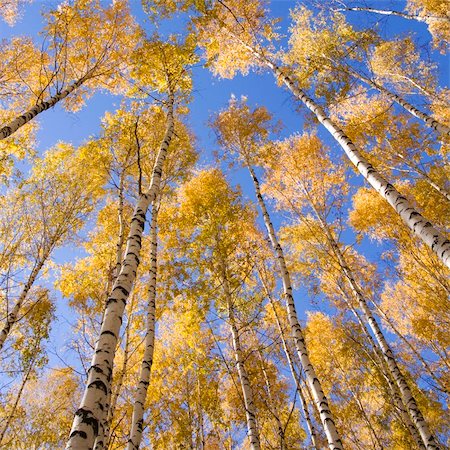 Autumn landscape forest yellow aspen trees birches Stock Photo - Budget Royalty-Free & Subscription, Code: 400-04303078