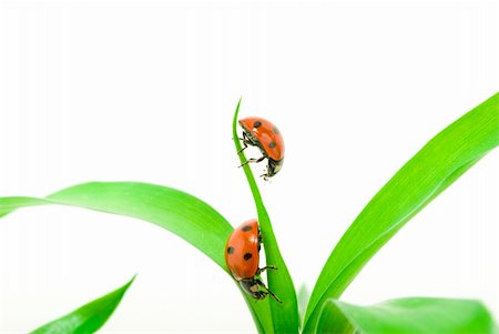 simsearch:400-05883361,k - red ladybug on green grass isolated on white Photographie de stock - Aubaine LD & Abonnement, Code: 400-04303169