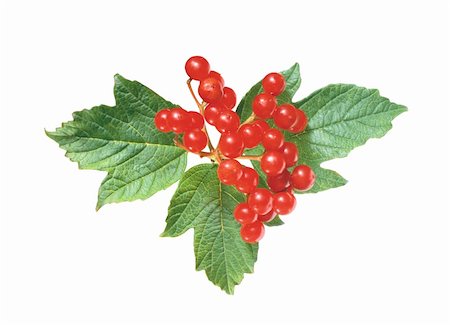 simsearch:400-04423672,k - red currant with green leaves isolated on white Stockbilder - Microstock & Abonnement, Bildnummer: 400-04303201