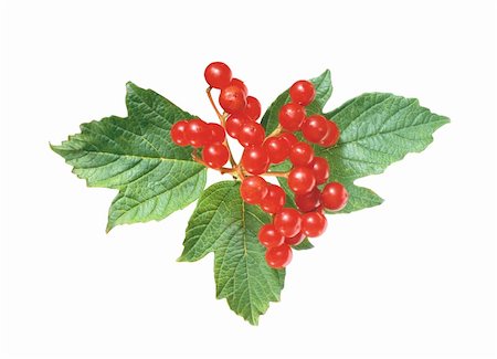 simsearch:400-05344250,k - red currant with green leaves isolated on white Foto de stock - Super Valor sin royalties y Suscripción, Código: 400-04303201