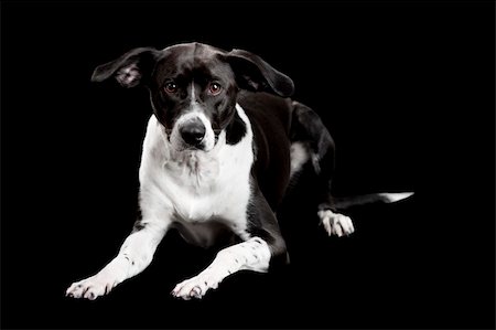 simsearch:400-04446275,k - Beautiful mixed breed dog lying and isolated on black background Foto de stock - Super Valor sin royalties y Suscripción, Código: 400-04303288