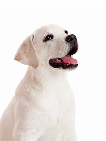 simsearch:400-04303358,k - Beautiful labrador retriever cream puppy isolated on white background Stock Photo - Budget Royalty-Free & Subscription, Code: 400-04303344