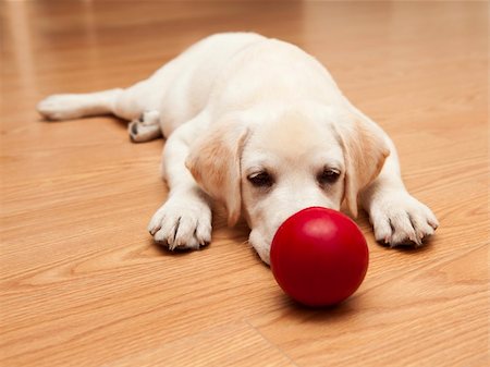 simsearch:400-04303358,k - Labrador retriever puppy lying on the floor and playing with a red ball Stockbilder - Microstock & Abonnement, Bildnummer: 400-04303343