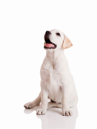 simsearch:400-04303358,k - Beautiful labrador retriever cream puppy isolated on white background Stock Photo - Budget Royalty-Free & Subscription, Code: 400-04303350