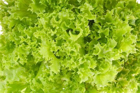 simsearch:400-04879197,k - Fresh green lettuce freshly picked from the farm on display Stock Photo - Budget Royalty-Free & Subscription, Code: 400-04303455