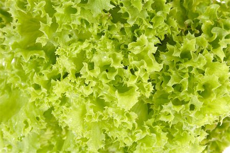 simsearch:400-04879197,k - Fresh green lettuce freshly picked from the farm on display Stock Photo - Budget Royalty-Free & Subscription, Code: 400-04303456