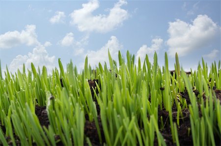 simsearch:400-05132684,k - growing grass on background of blue sky from clouds Stockbilder - Microstock & Abonnement, Bildnummer: 400-04303485