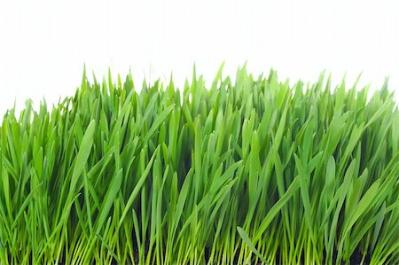 simsearch:400-05362449,k - grass isolated photo on the white background Photographie de stock - Aubaine LD & Abonnement, Code: 400-04303487