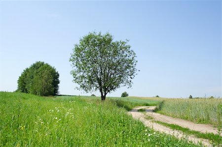 simsearch:400-05342047,k - road and tree on the green field Stockbilder - Microstock & Abonnement, Bildnummer: 400-04303500