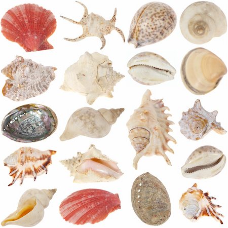 simsearch:400-04106913,k - the shells collection photo on white background Stock Photo - Budget Royalty-Free & Subscription, Code: 400-04303547