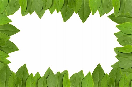simsearch:400-04739592,k - green leaves frame with white background with copy space Foto de stock - Royalty-Free Super Valor e Assinatura, Número: 400-04303577