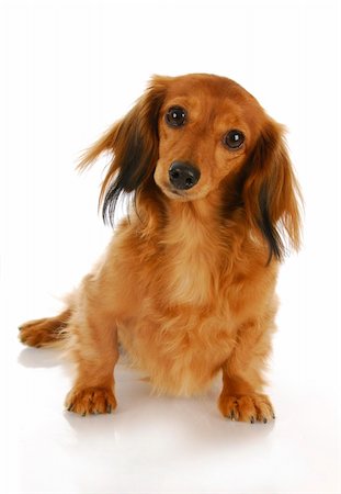 small cute dogs breeds - cute dachshund looking at viewer with reflection on white background Stock Photo - Budget Royalty-Free & Subscription, Code: 400-04303647