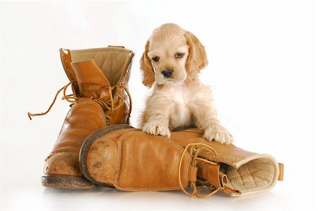 simsearch:400-07501422,k - cocker spaniel puppy sitting up on pair of worn out work boots with reflection on white background Stock Photo - Budget Royalty-Free & Subscription, Code: 400-04303649