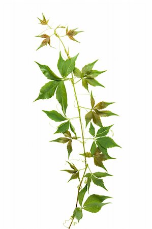 simsearch:400-05906470,k - front view of green leaves on white background Photographie de stock - Aubaine LD & Abonnement, Code: 400-04303667