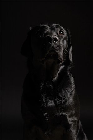 fotopen (artist) - Siting black labrador retriever. dog waiting  for you. Foto de stock - Super Valor sin royalties y Suscripción, Código: 400-04303726