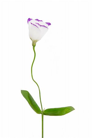 simsearch:400-04806771,k - white and purple flower isolated on white Stockbilder - Microstock & Abonnement, Bildnummer: 400-04303756