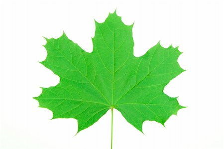 simsearch:400-04524191,k - front view of green maple leaf on white background, Canada symbol Stock Photo - Budget Royalty-Free & Subscription, Code: 400-04303791