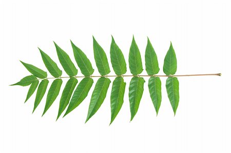 simsearch:400-05906470,k - front view of green leafs on white background Photographie de stock - Aubaine LD & Abonnement, Code: 400-04303792