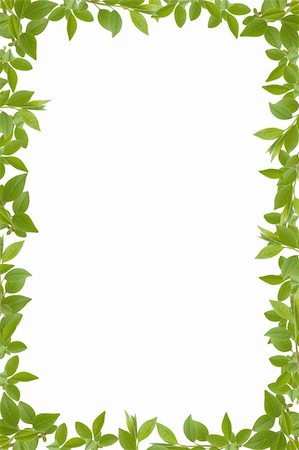 simsearch:400-04739592,k - green leaves frame with white background, copy space Stock Photo - Budget Royalty-Free & Subscription, Code: 400-04303863