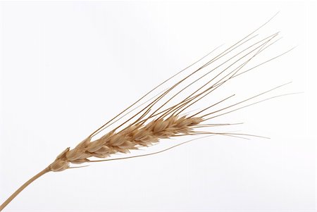 simsearch:400-05914429,k - Wheat ear Foto de stock - Royalty-Free Super Valor e Assinatura, Número: 400-04314007