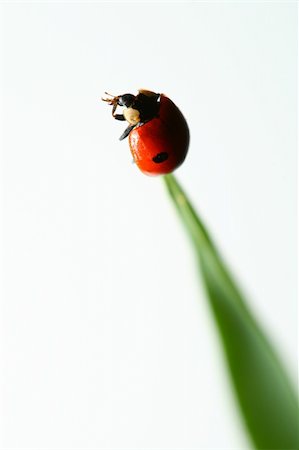 simsearch:400-05883361,k - summer red  ladybug on grass Photographie de stock - Aubaine LD & Abonnement, Code: 400-04314020