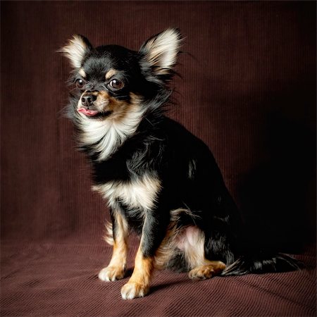 simsearch:400-07571868,k - Long-hair Chihuahua dog close up on dark brown background Fotografie stock - Microstock e Abbonamento, Codice: 400-04314047
