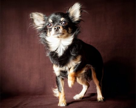 simsearch:400-07571868,k - Long-hair Chihuahua dog close up on dark brown background Fotografie stock - Microstock e Abbonamento, Codice: 400-04314048