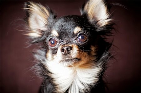 simsearch:400-05715419,k - Long-hair Chihuahua dog close up on dark brown background Fotografie stock - Microstock e Abbonamento, Codice: 400-04314049