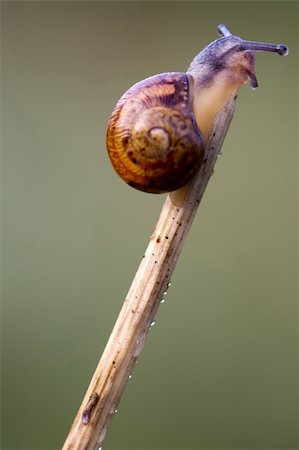 Snail Garden snail crawling on a stem Foto de stock - Super Valor sin royalties y Suscripción, Código: 400-04314040