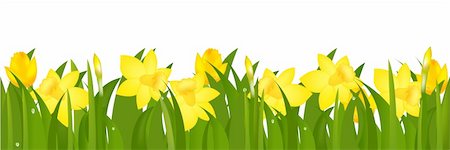 simsearch:400-05333490,k - Border From Narcissuses And Yellow Tulips, Isolated On White Background, Vector Illustration Photographie de stock - Aubaine LD & Abonnement, Code: 400-04314269