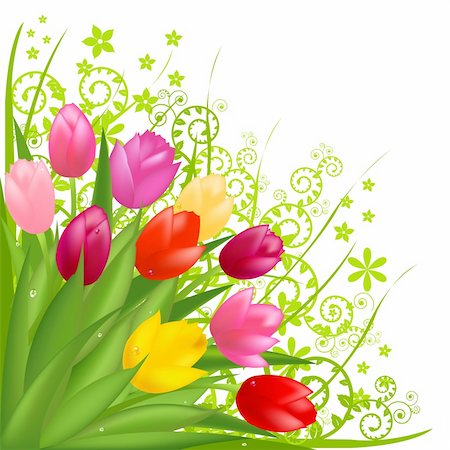 simsearch:400-05333490,k - Bouquet From Spring Tulips, Isolated On White Background, Vector Illustration Photographie de stock - Aubaine LD & Abonnement, Code: 400-04314271