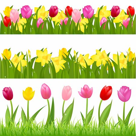 3 Flower Borders From Tulips And Narcissuses, Isolated On White Background, Vector Illustration Stock Photo - Budget Royalty-Free & Subscription, Code: 400-04314301