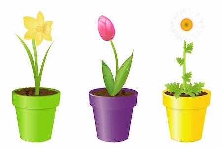 florist background - 3 Flowers In Pots, Tulip, Narcissus And Camomile, Isolated On White Background, Vector Illustration Stock Photo - Budget Royalty-Free & Subscription, Code: 400-04314303
