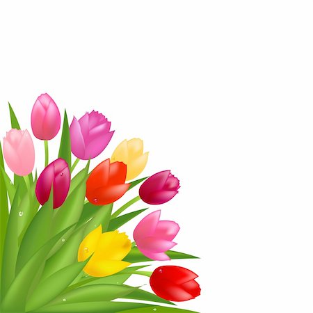 florist background - Bouquet Of Multicolored Tulips, Isolated On White Background, Vector Illustration Stock Photo - Budget Royalty-Free & Subscription, Code: 400-04314413