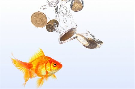 goldfish and euro money showing finance or investment concept Foto de stock - Super Valor sin royalties y Suscripción, Código: 400-04314435