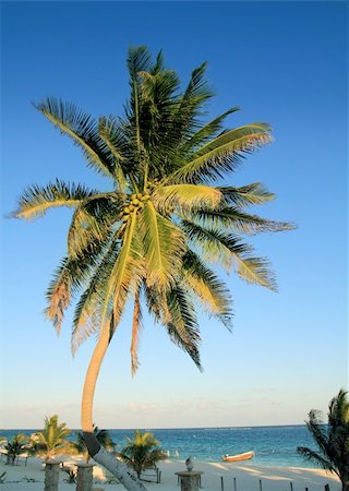 simsearch:400-04920010,k - coconut palm trees in Caribbean tropical beach Fotografie stock - Microstock e Abbonamento, Codice: 400-04315011