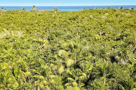 simsearch:625-01041031,k - tropical palm tree jungle in Sian Kaan near Tulum Photographie de stock - Aubaine LD & Abonnement, Code: 400-04315020