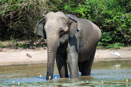 simsearch:400-04315148,k - Wild elephant (lephus maximus vilaliya) having a bath. Safari in a National Park Yala, Sri Lanka Stock Photo - Budget Royalty-Free & Subscription, Code: 400-04315147