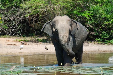 simsearch:400-04315148,k - Wild elephant (lephus maximus vilaliya) having a bath. Safari in a National Park Yala, Sri Lanka Stock Photo - Budget Royalty-Free & Subscription, Code: 400-04315148