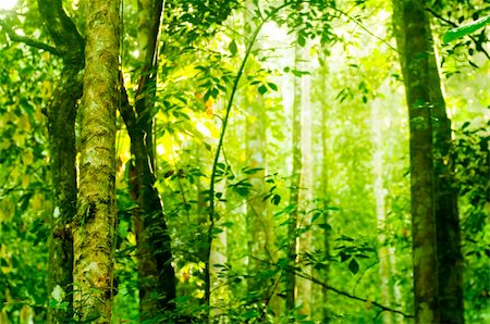 simsearch:622-02758724,k - Tropical dense forest with morning sunlight shine on to it. Fotografie stock - Microstock e Abbonamento, Codice: 400-04315298