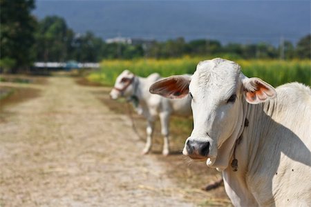 Cows in popcorn field in the nort of Thailand. Foto de stock - Super Valor sin royalties y Suscripción, Código: 400-04315432