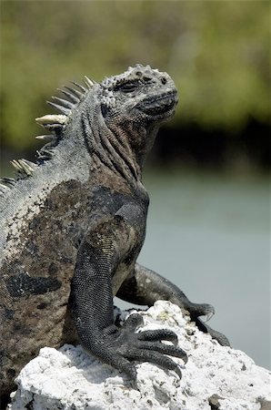 Portraits of the famous galapagos iguana Foto de stock - Super Valor sin royalties y Suscripción, Código: 400-04315769