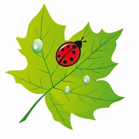 simsearch:400-07984864,k - Ladybird on a green leaf. Vector illustration. Vector art in Adobe illustrator EPS format, compressed in a zip file. The different graphics are all on separate layers so they can easily be moved or edited individually. The document can be scaled to any size without loss of quality. Stockbilder - Microstock & Abonnement, Bildnummer: 400-04315776