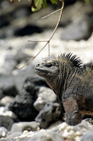stormcastle (artist) - Portraits of the famous galapagos iguana Stock Photo - Budget Royalty-Free & Subscription, Code: 400-04315788