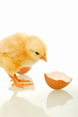 simsearch:400-04621574,k - Small yellow fluffy chicken near broken egg shell looking curiously - isolated with copyspace Stock Photo - Budget Royalty-Free & Subscription, Code: 400-04316030